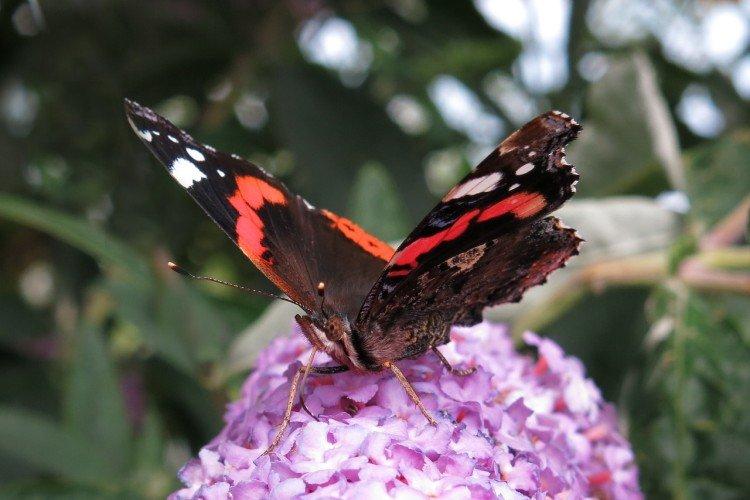 Papillon amiral - photo