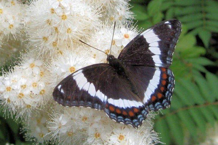 Papillon amiral - photo