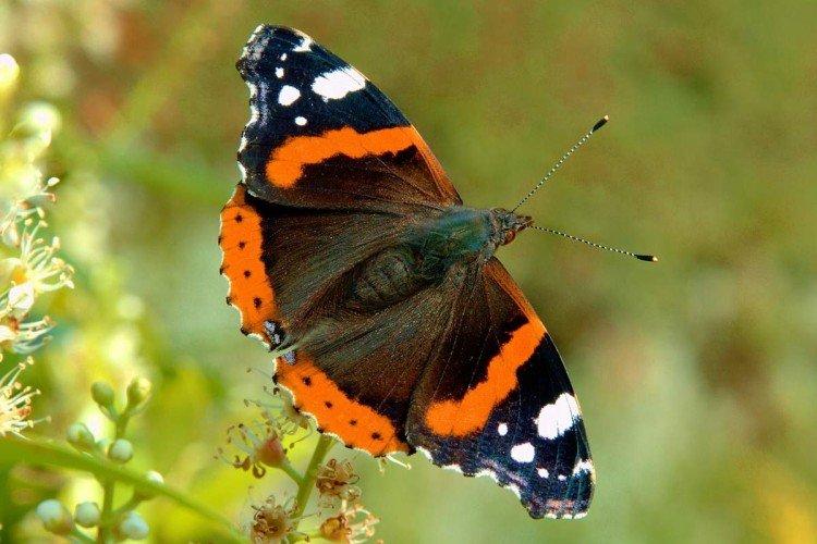 Propagation du papillon amiral
