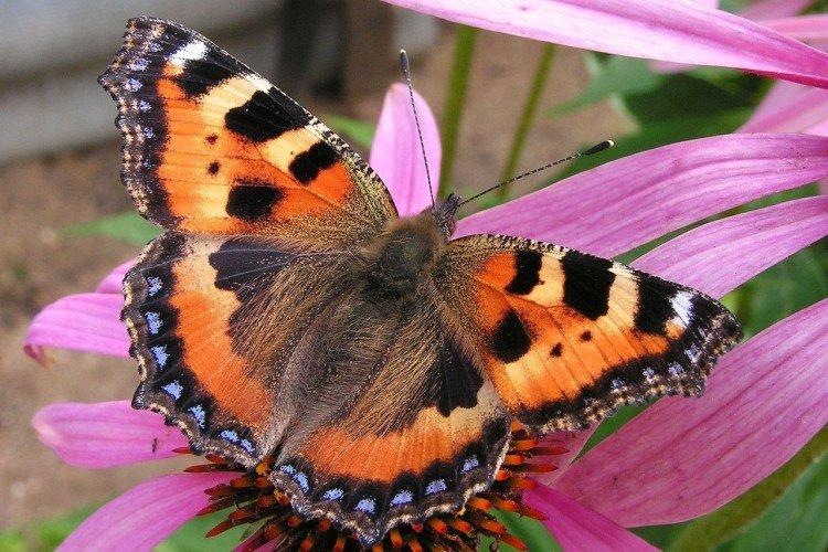 Urticaire papillon - photo