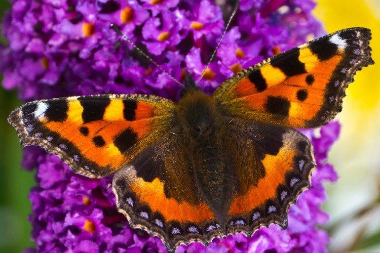 Urticaire papillon - photo