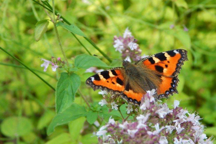 Urticaire papillon - photo