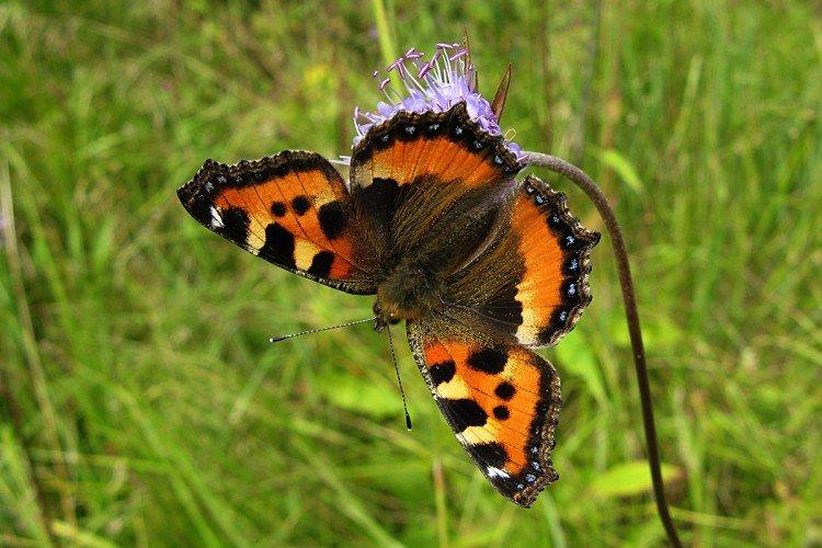 Urticaire papillon - photo