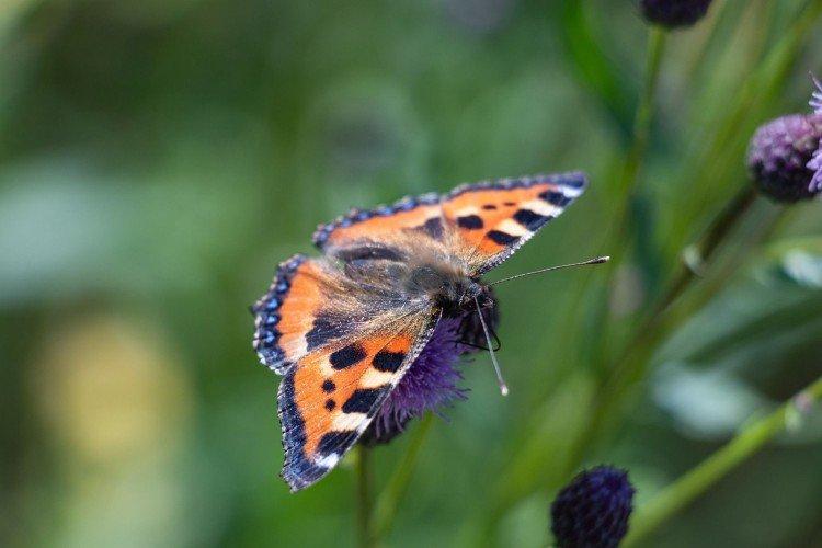Urticaire papillon - photo