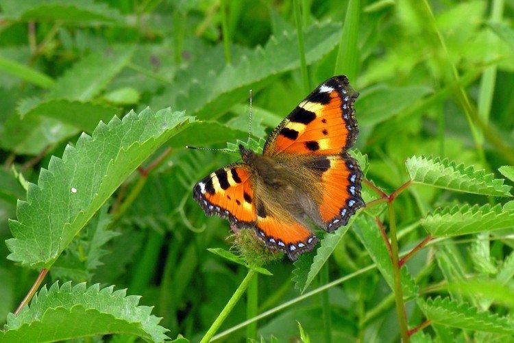Urticaire papillon - photo
