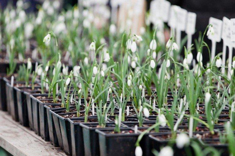 Plantation et sélection