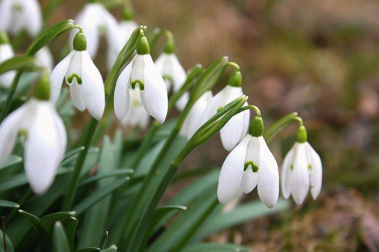 Perce-neige blanc comme neige