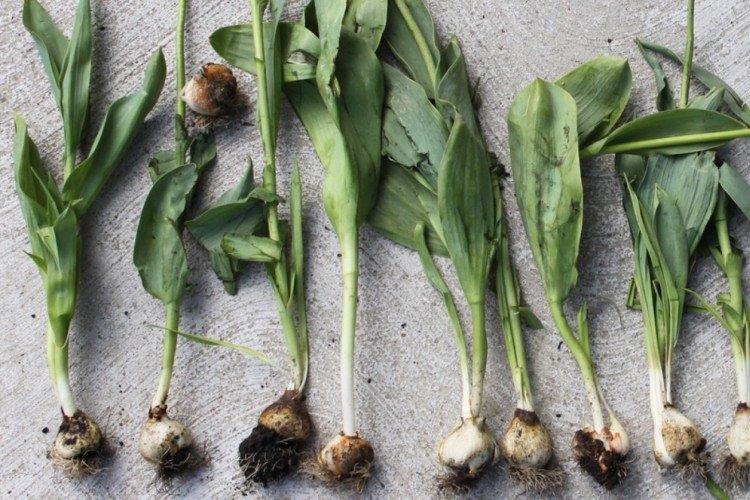 Lutte contre les parasites et les maladies