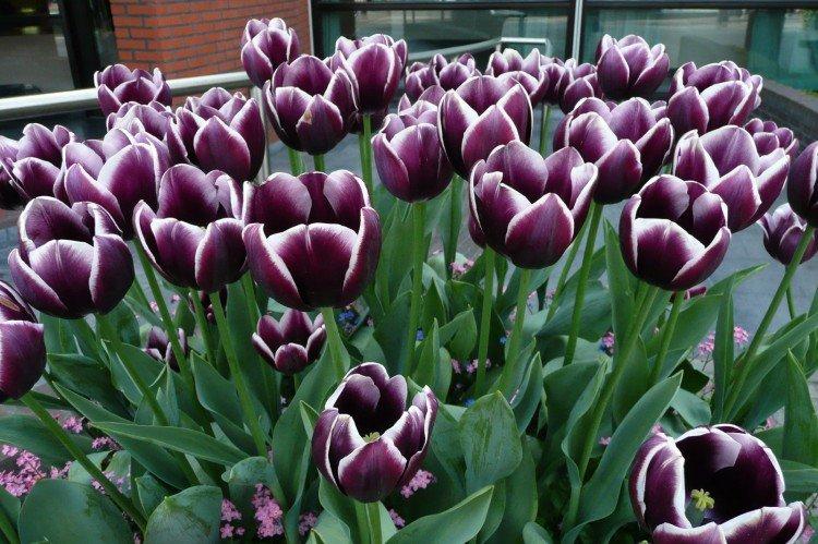 Tulipes - photo