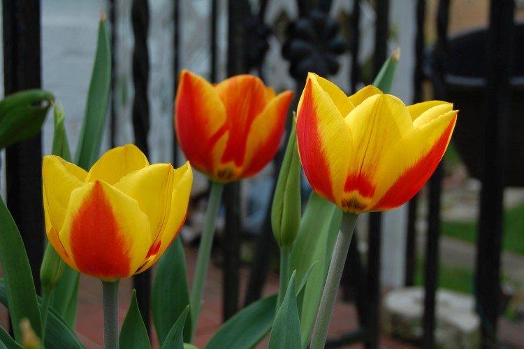 Tulipes - photo