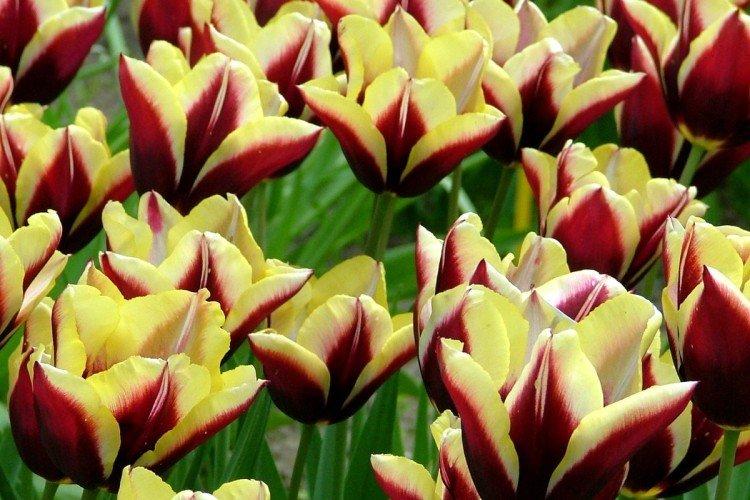 Tulipes - photo
