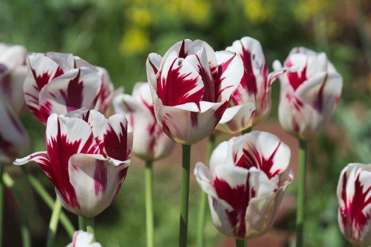 Tulipes - photo