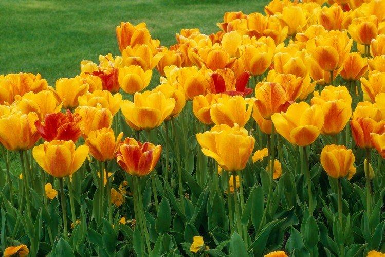 Tulipes - photo