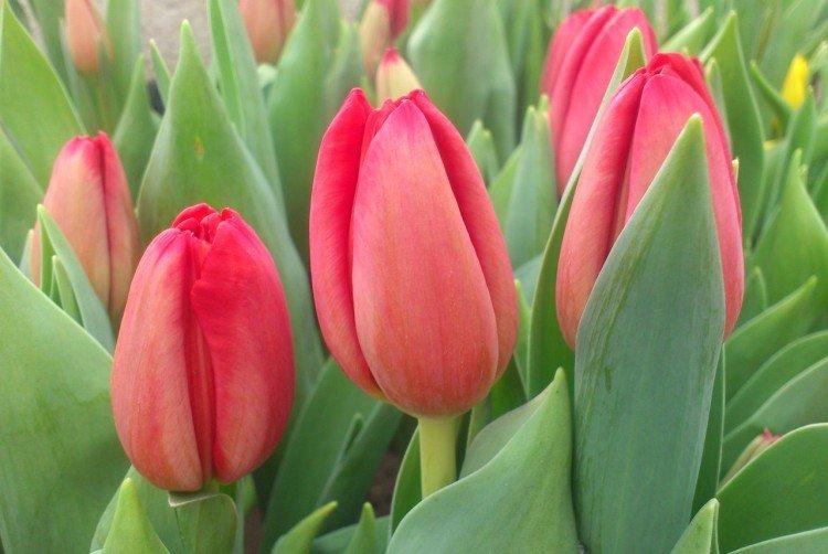 Tulipes - photo