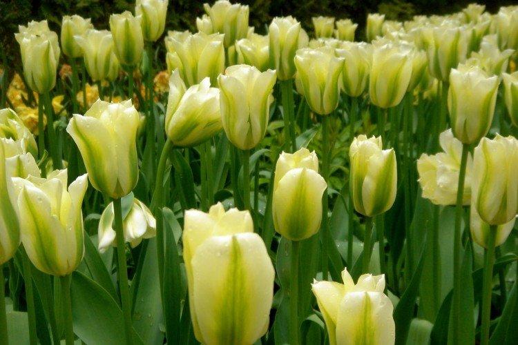Tulipes vertes