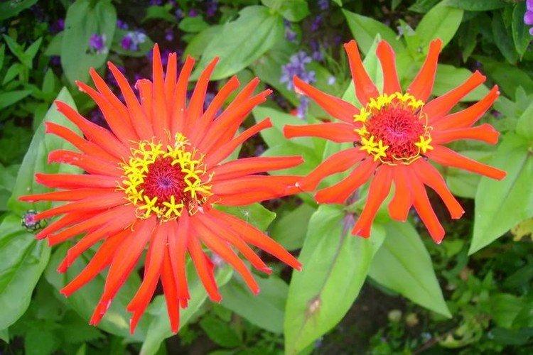 Zinnia à fleurs fines