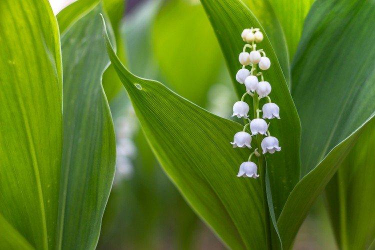 Lys de la vallée - photo