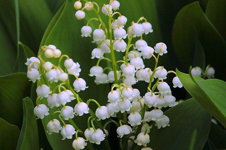 Mai muguet