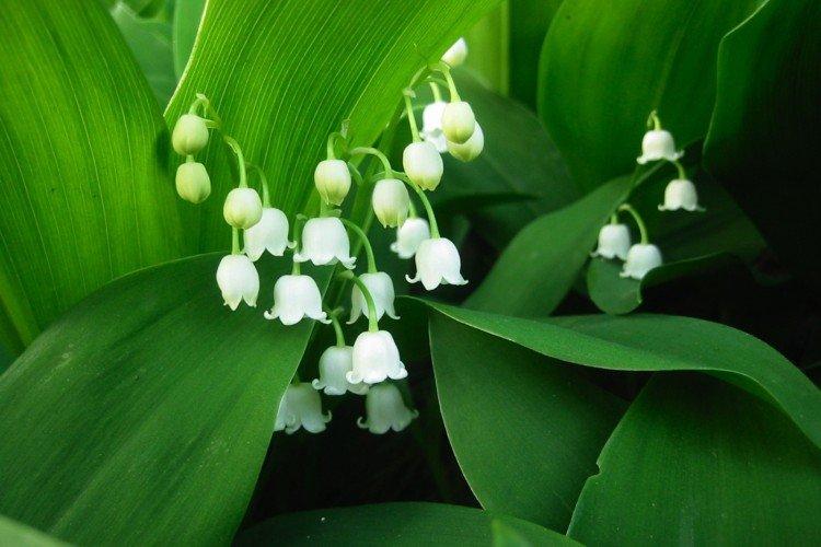 Lys de la vallée - photo