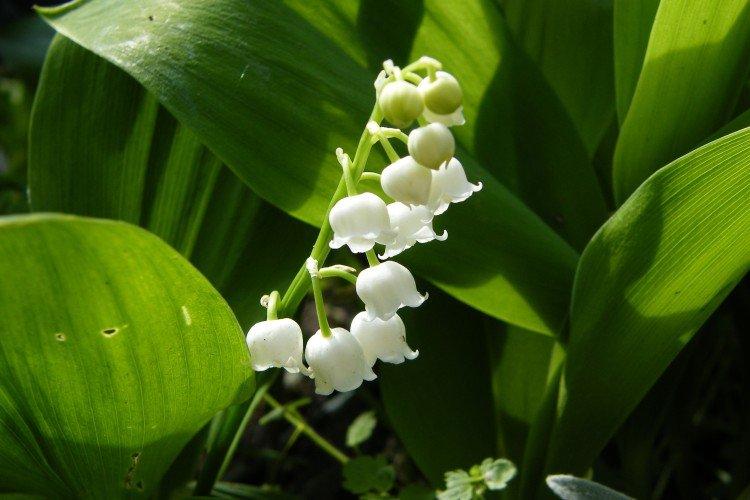 Lys de la vallée - photo