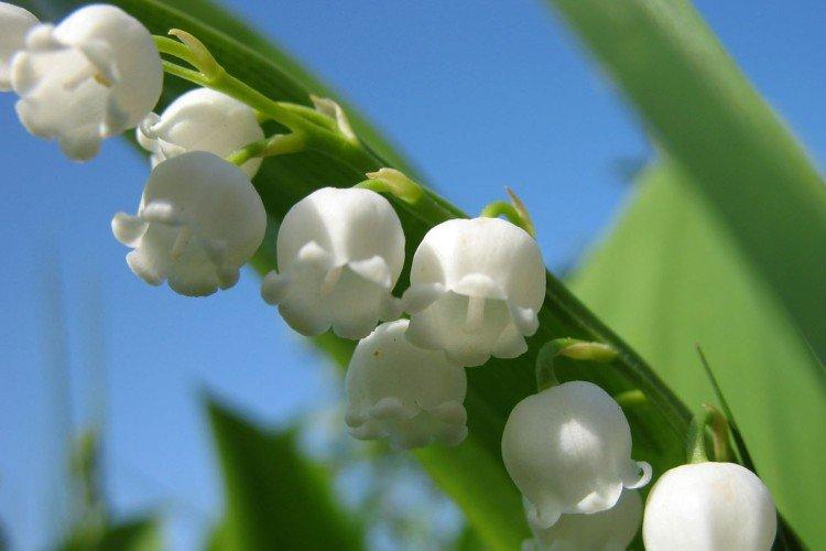 Lys de la vallée - photo