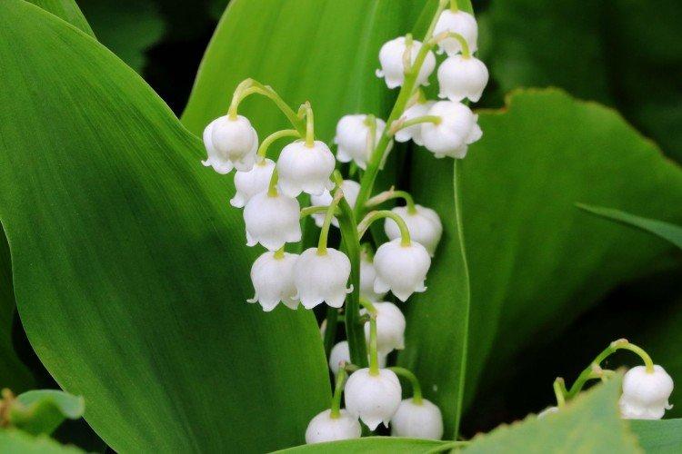Lys de la vallée - photo