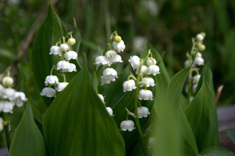 Lys de la vallée - photo