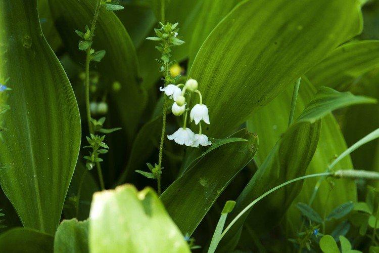 Muguet Keiske