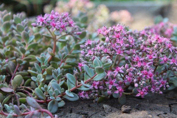 Sédum - photo