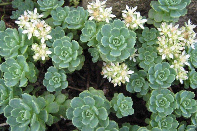 Sédum - photo