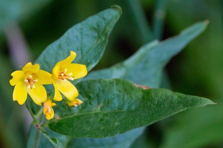 Ravageurs et maladies de la salicaire