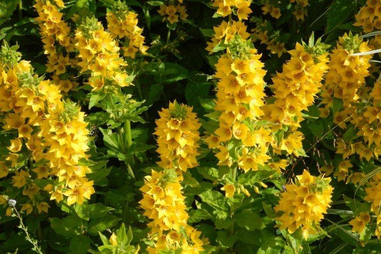 La salicaire en pointillés