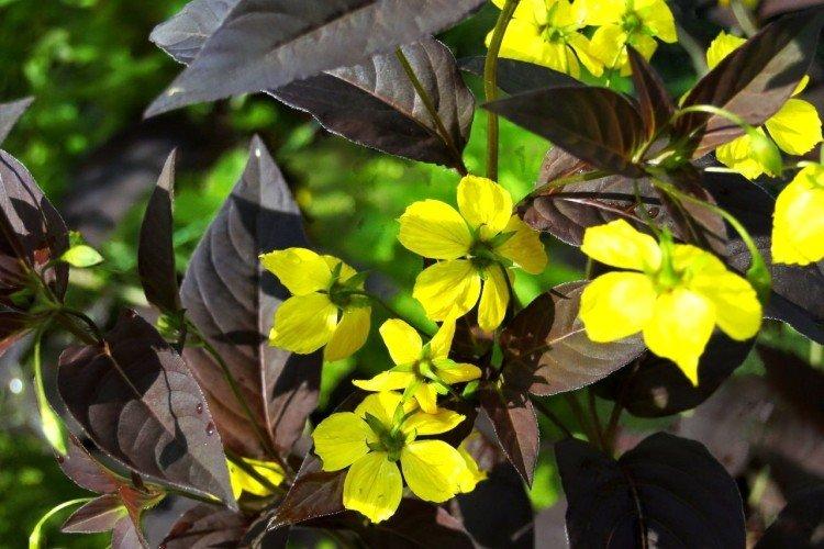La salicaire pourpre