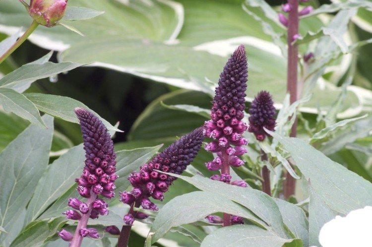 La salicaire noire et violette