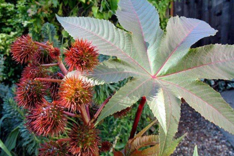 Huile de ricin - photo