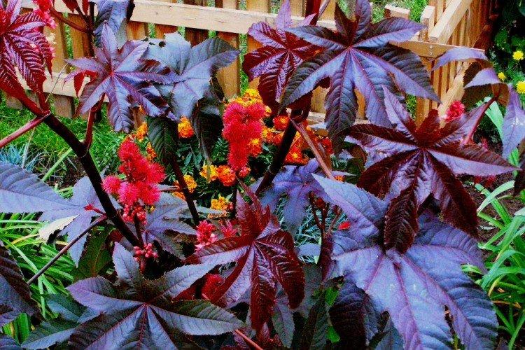 Huile de ricin - photo