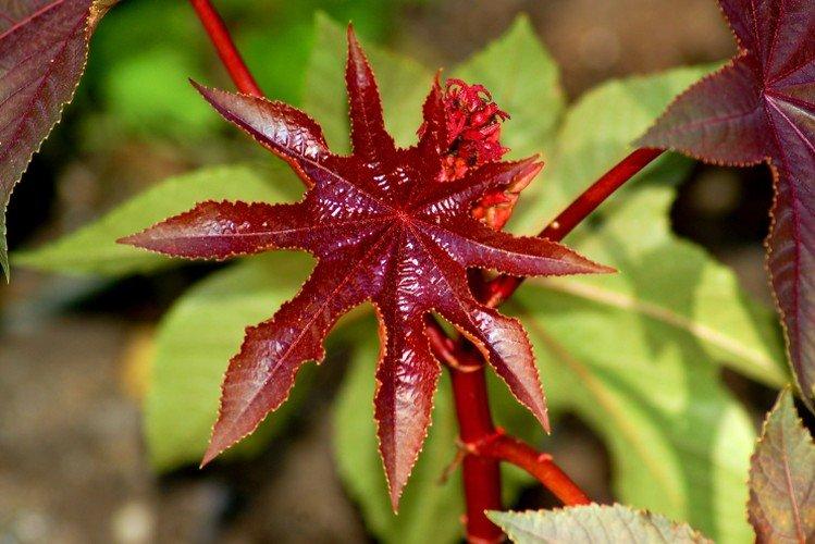 Huile de ricin - photo