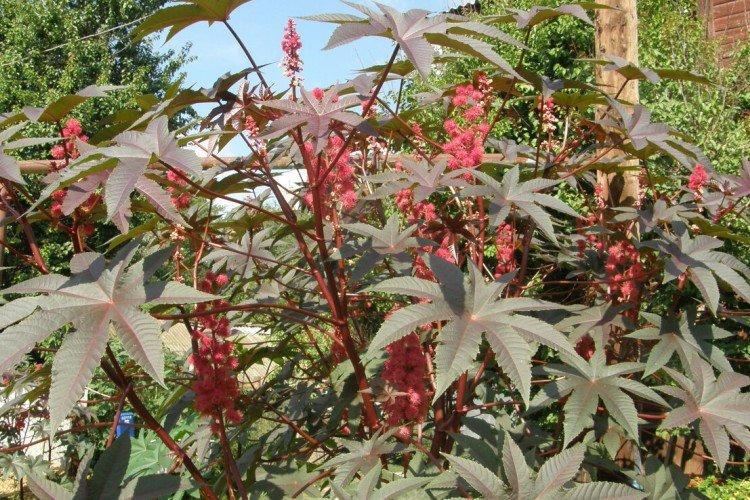 Huile de ricin - photo