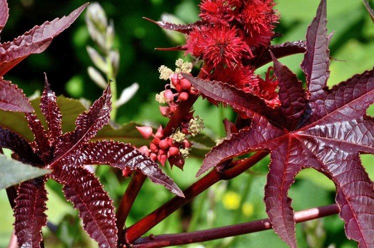 Usine d'huile de ricin de Zanzibar