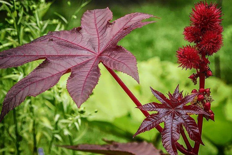 Usine d'huile de ricin rouge