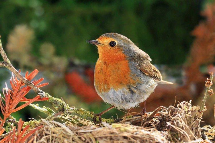 Rester en captivité
