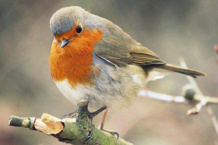 Reproduction d'un rouge-gorge