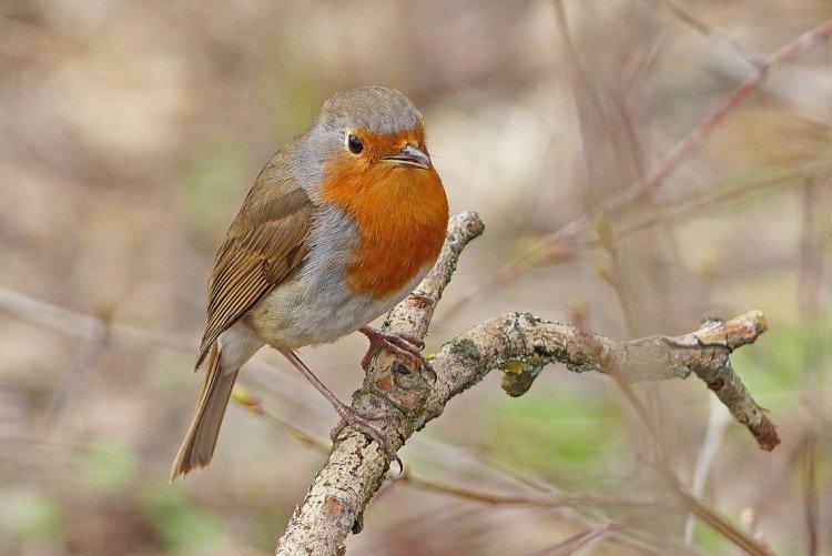 Robin - photo