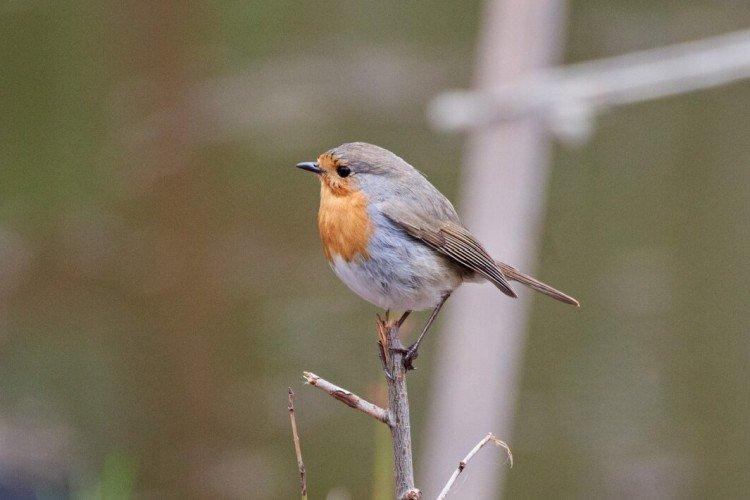 Robin - photo