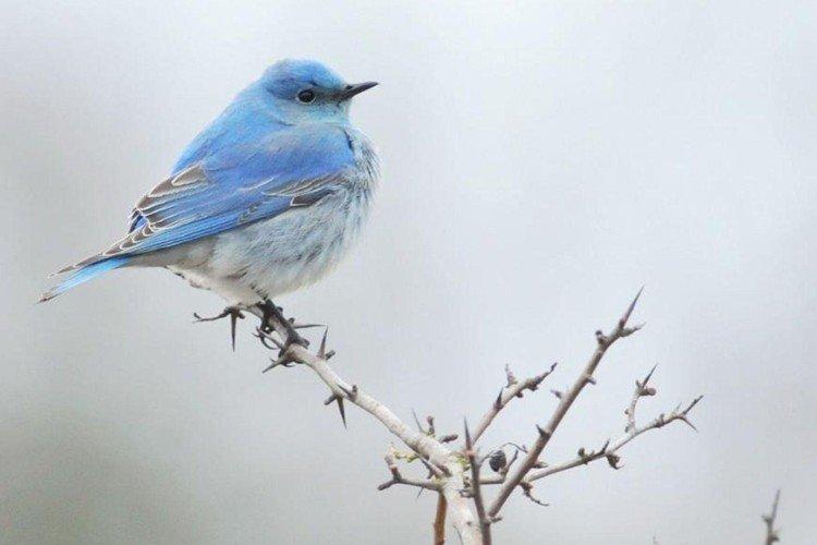 Rouge-gorge bleu-bleu