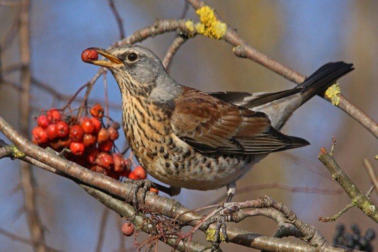 Grives - photo d'oiseau