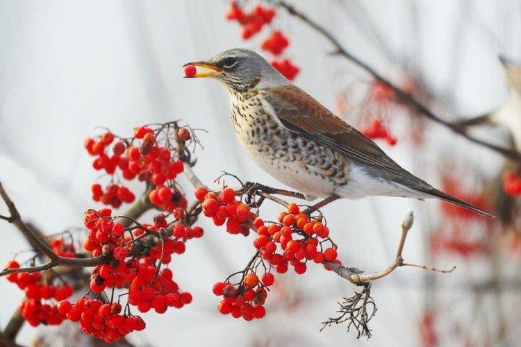 Grives - photo d'oiseau