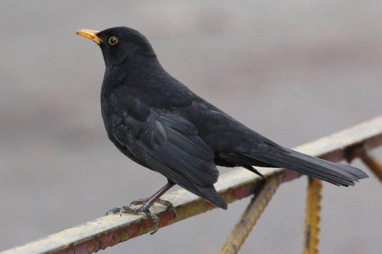 Grives - photo d'oiseau