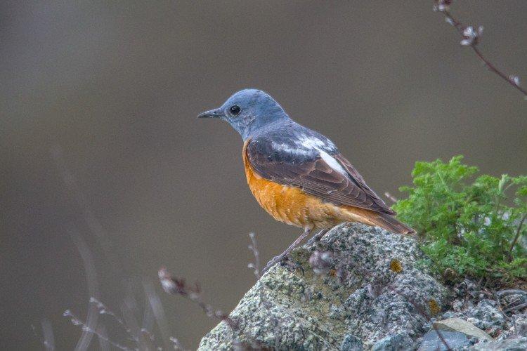 Grives - photo d'oiseau