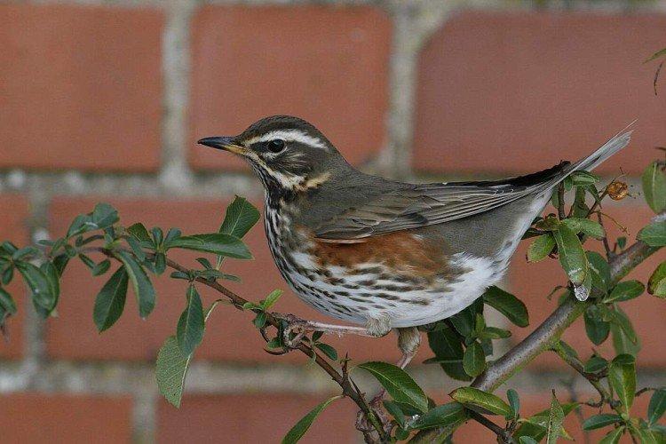 Grives - photo d'oiseau